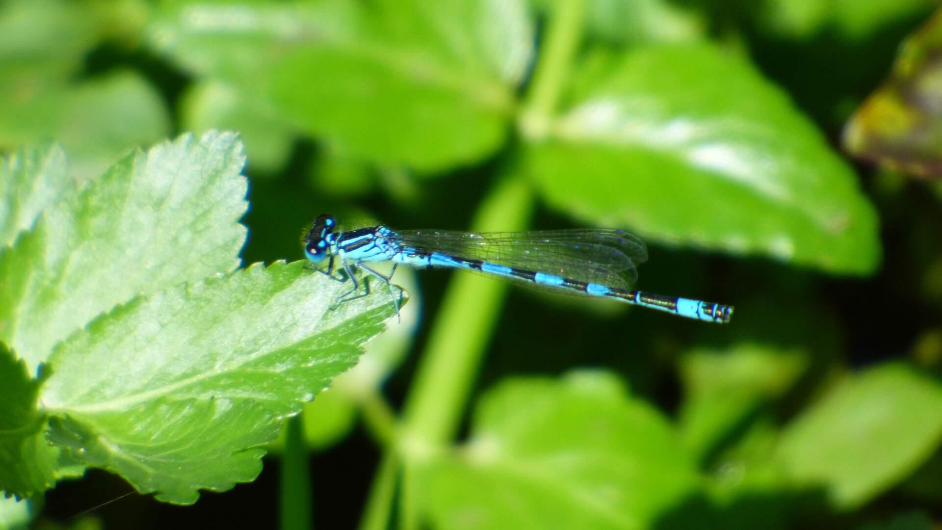 agrion mercure crédit LN.jpg
