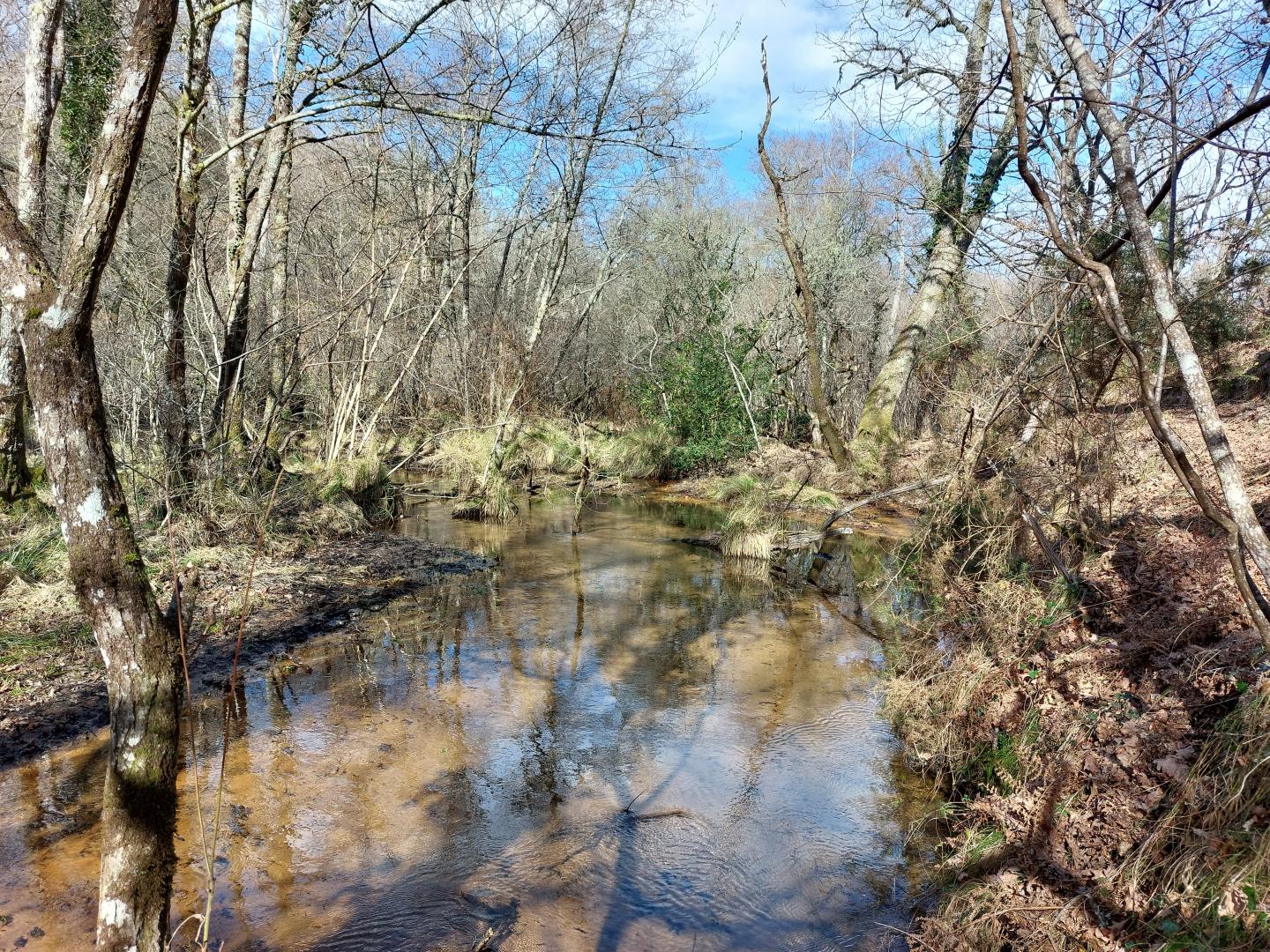 Tête bassin palue